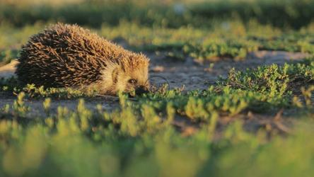 可爱的刺猬在日落时在公园里散步[]