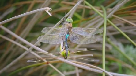 一只蜻蜓栖息在树枝上[]