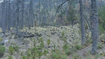 在森林中低空飞行[4K免费商用]