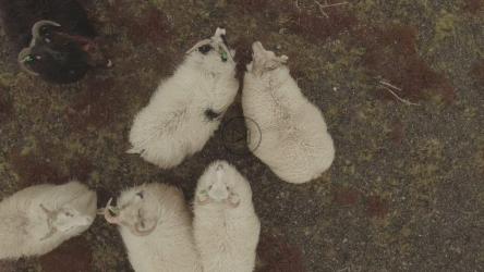 Black and white sheep[]