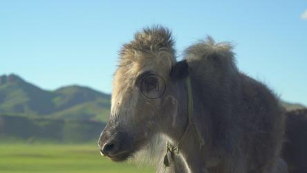 愤怒的牛站在山谷里[4K]