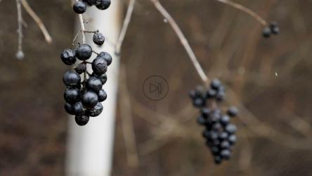 野生浆果和雪[]