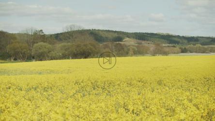 蓝天下的黄色花朵[4K]