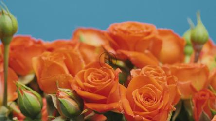 一束橙色的花[免费商用]