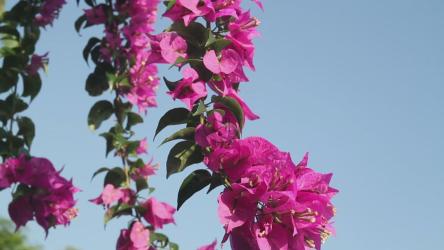 蓝天下的花朵[]