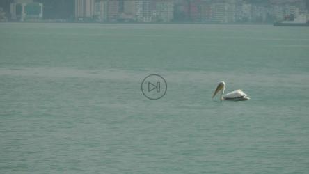 海上孤独的鹳[]