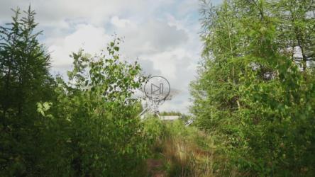 从灌木丛中看到的远处的通信天线[免费商用]