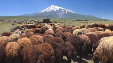 山谷里的羊群[4K]