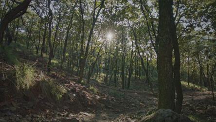 两个骑自行车的人从森林的斜坡上下来[免费商用]