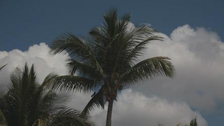 Palms blowing as a storm rolls in[]