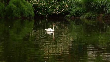 平静湖面上的白天鹅[4K]