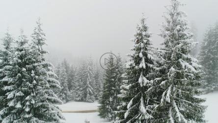 下雪时森林结冰[4K]