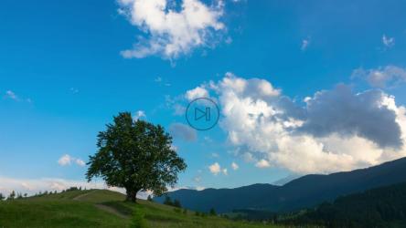 草地上的树和奶牛延时[4K]