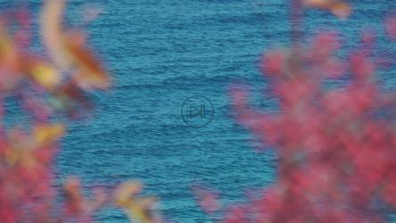 植物之间的大海[]