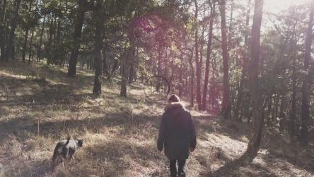 人和狗在树间散步[4K免费商用]