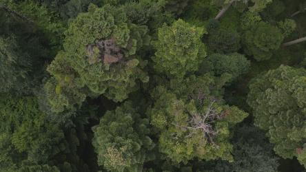 从上面看到的巨大的松林[4K]