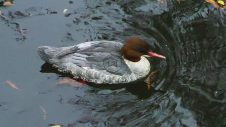 鸭子在河里游泳，追踪镜头[]