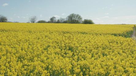 金色的田野和森林[4K]