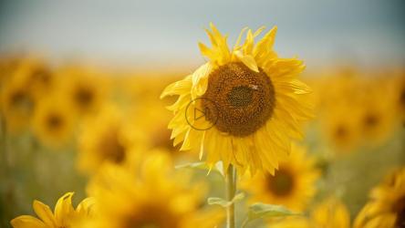 晴天向日葵上的蜜蜂[4K]