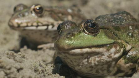 青蛙并排在沙子里[]