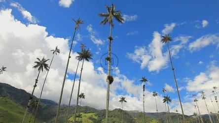 热带景观中，云层在高大的棕榈树上移动[]