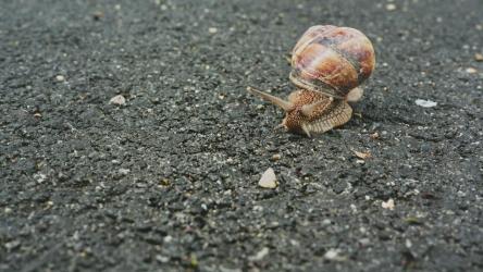 街道人行道上的蜗牛[]