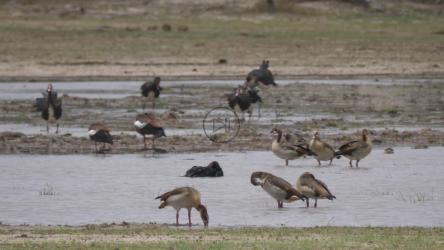鹅和鸭在享受池塘[4K]