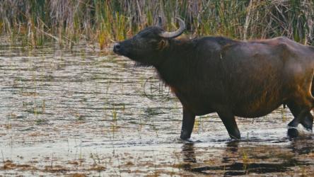 African buffalo walking through a boggy pond[]