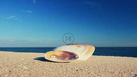 Shell washed ashore on the beach[]