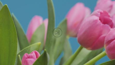 郁金香特写[免费商用]