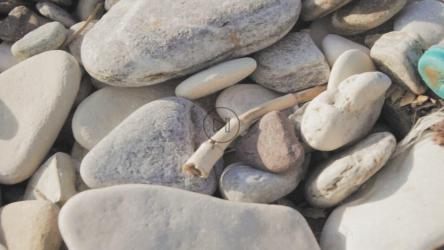 躺在海滩上的塑料瓶[免费商用]