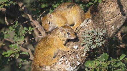 树枝上的松鼠[4K]