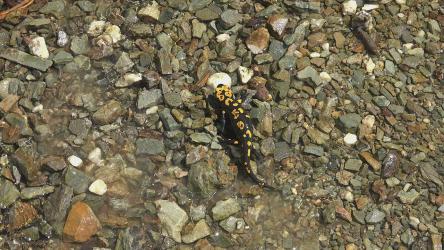 爬行动物在石头地里行走[4K]