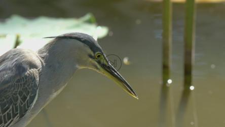 苦涩地看着水[]