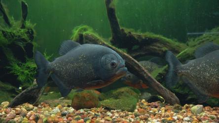 亚马逊河流域的皮汉哈人在淡水流中慢慢游动[]