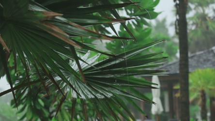 雨水下的棕榈树[]