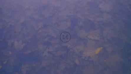 秋天落叶覆盖的湖泊背景纹理[4K免费商用]