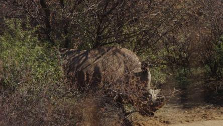 Rhino walking in the jungle[4K]