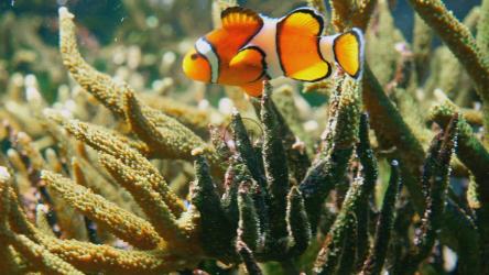 小丑鱼在珊瑚礁中游动[]