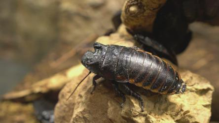 大型昆虫沿着岩石地面爬行[]
