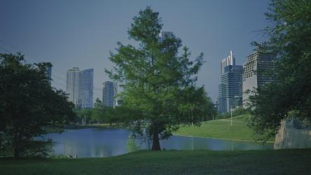 大城市阳光明媚的公园里的树[免费商用]