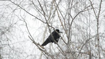 乌鸦在雪地里休息[]