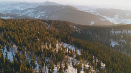 Winter forest with green pine trees in the woods[4K]