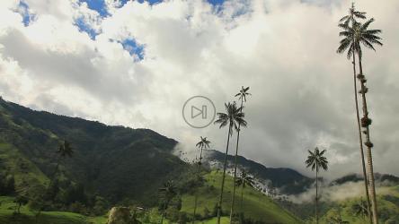 云在山上和棕榈树上移动[]