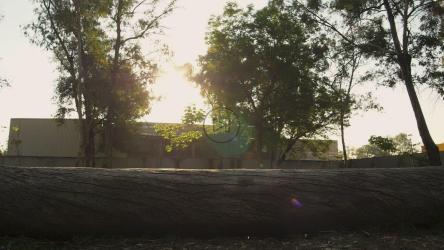 一只狗在木头上奔跑[4K免费商用]