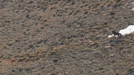 山谷里的两匹野马[4K]