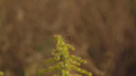 Bees working at sunset[]