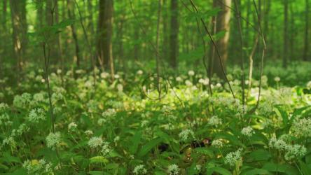 Wild flowers across the forest floor[4K]