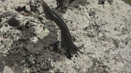 黑色蛞蝓在白色岩石上爬行[4K]