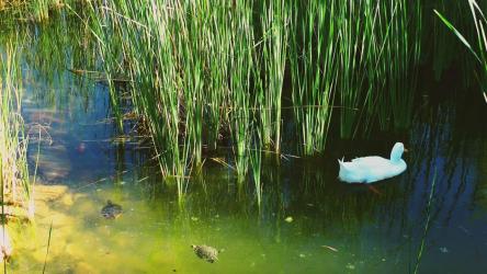 湖中的白天鹅和乌龟[]